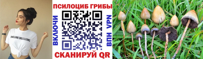 цена Мегион Псилоцибиновые грибы Psilocybine cubensis